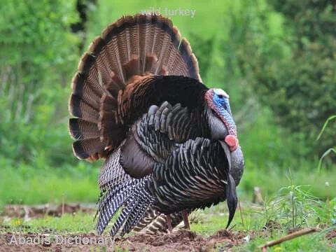 wild turkey